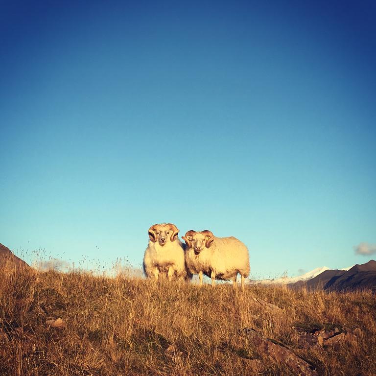 Dynjandi Guesthouse Höfn Eksteriør billede